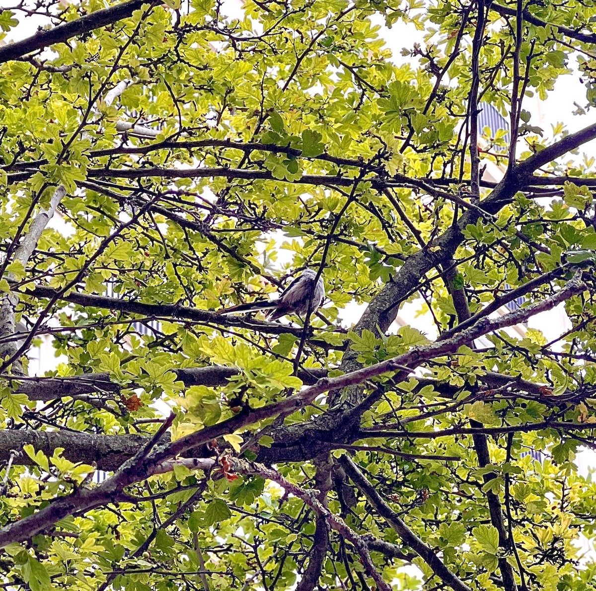 Long-tailed Tit (europaeus Group) - ML594524371