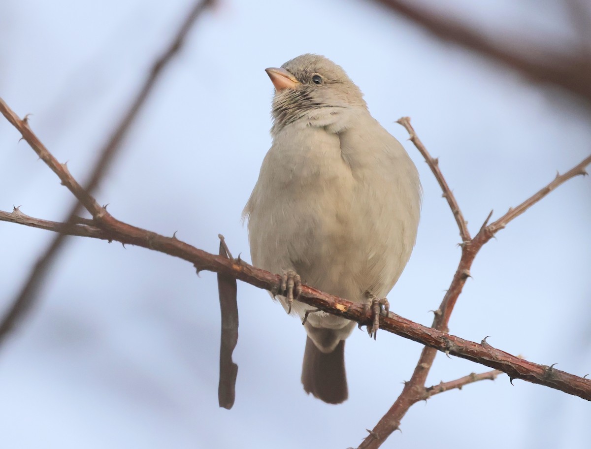 Southern Gray-headed Sparrow - ML594524671