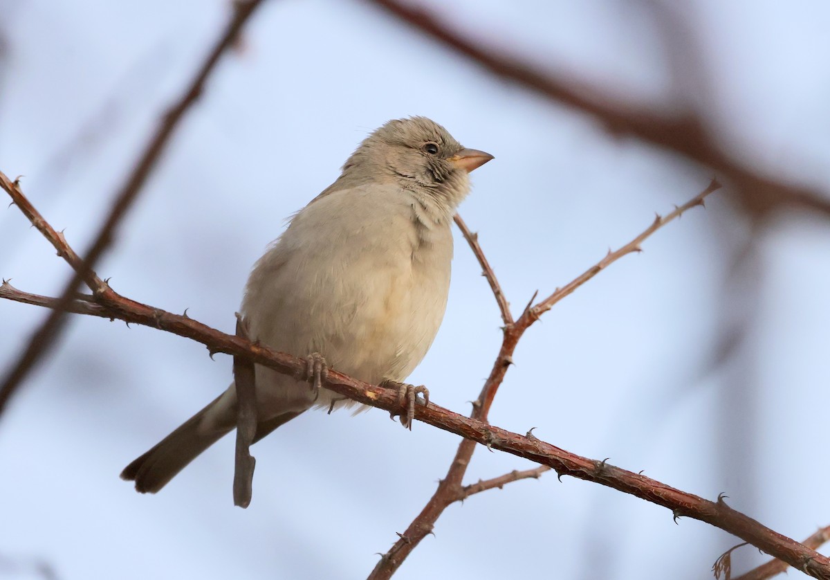 Southern Gray-headed Sparrow - ML594524681