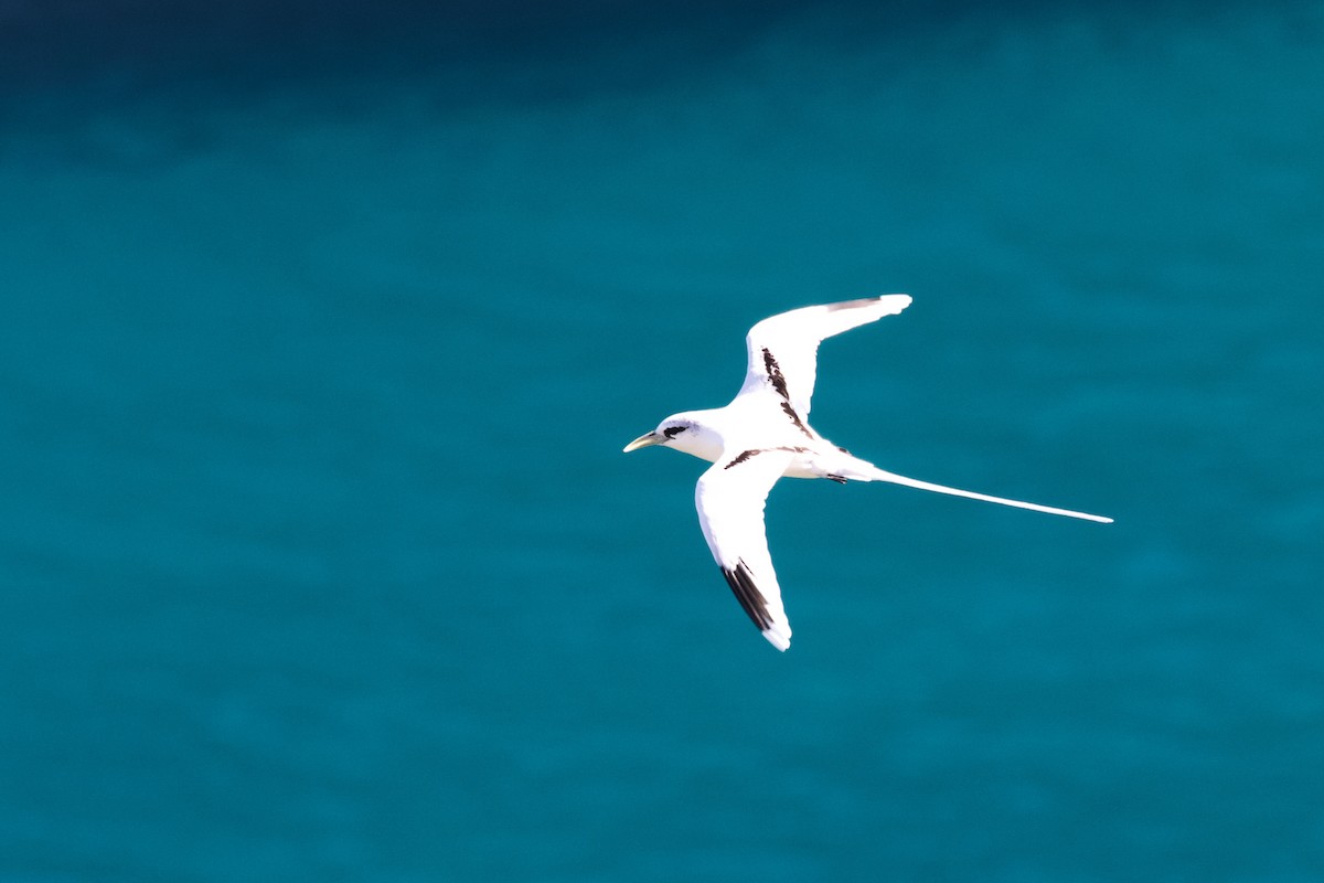 White-tailed Tropicbird - Luciano Naka