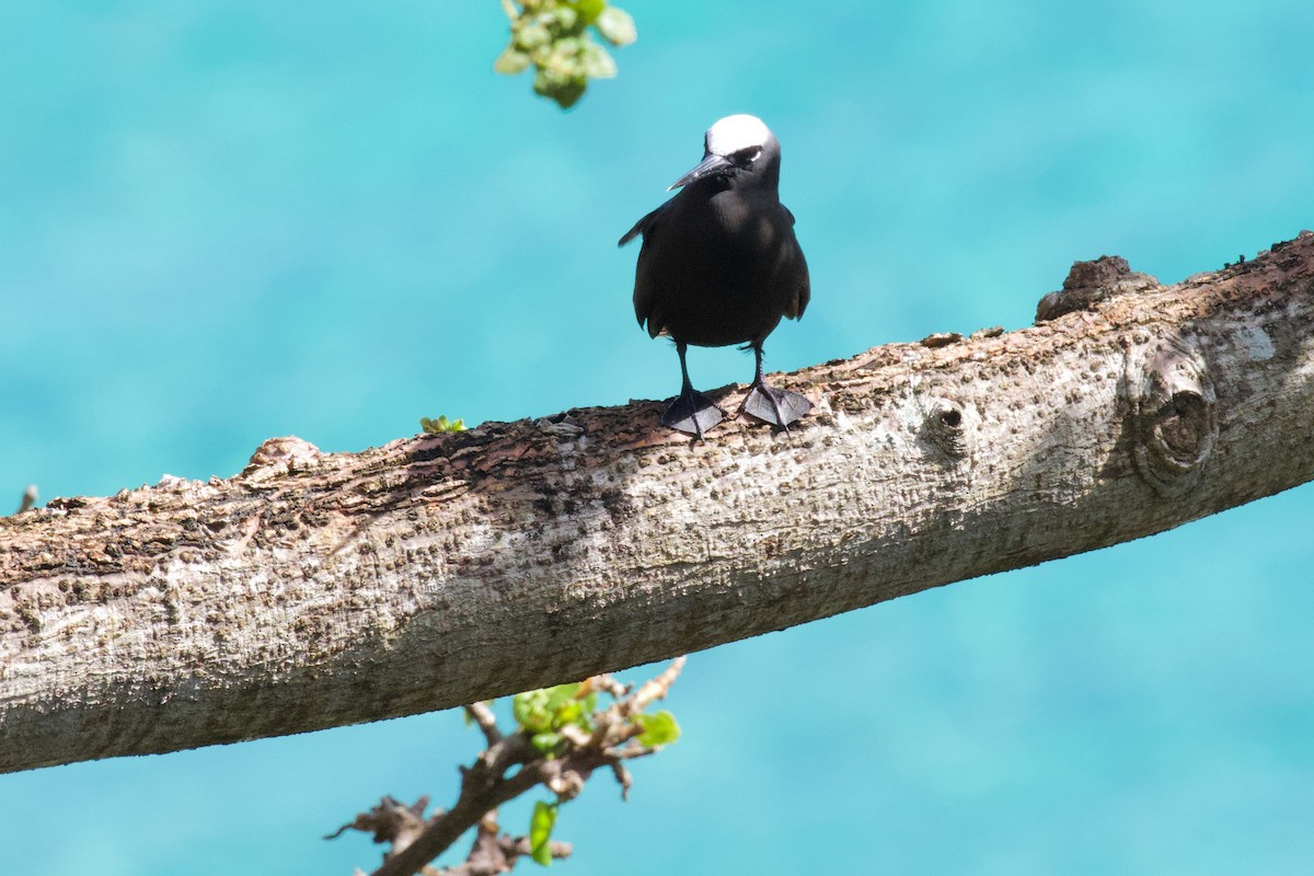 Black Noddy - ML594525441