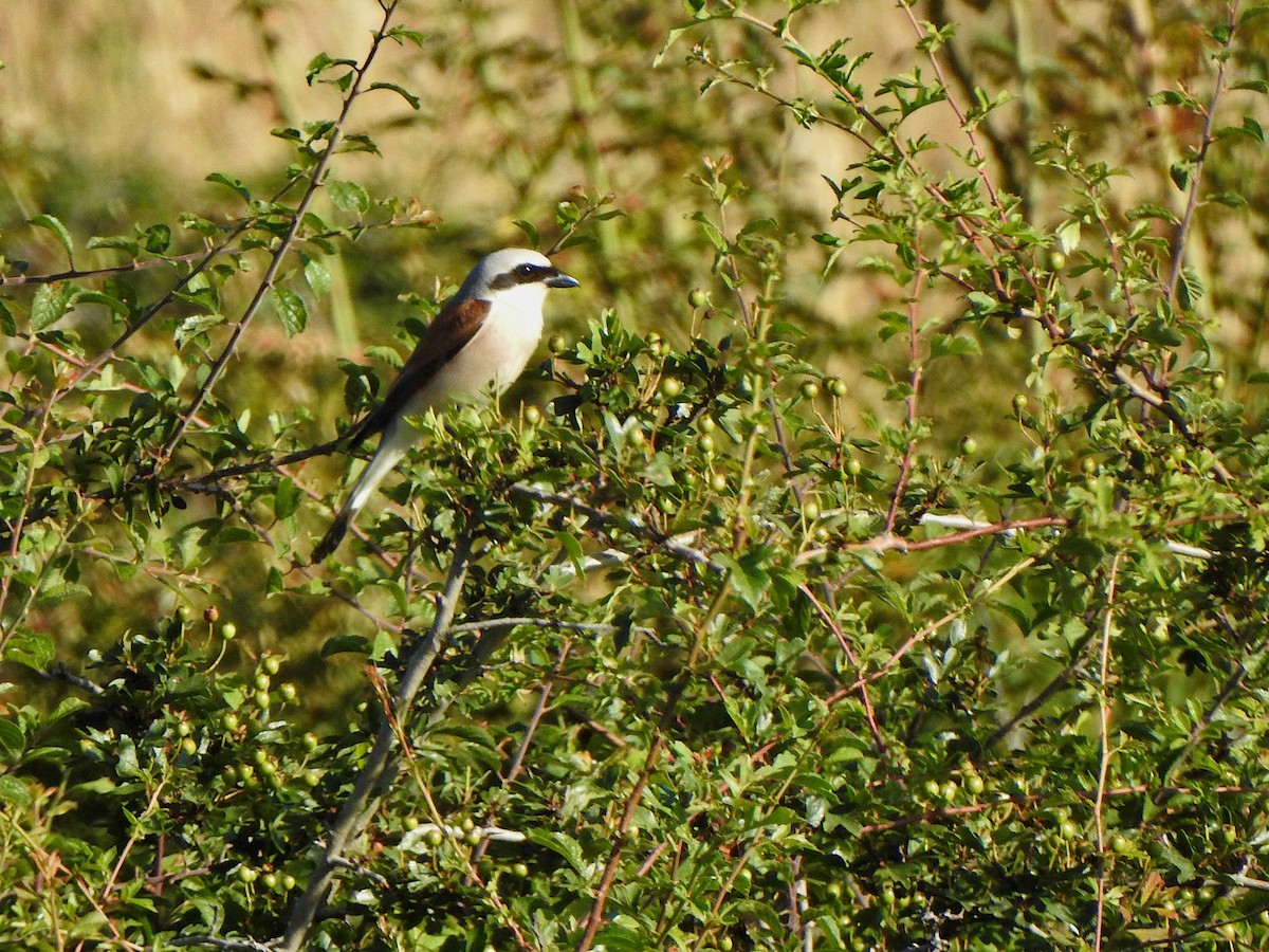 Red-backed Shrike - ML594525521