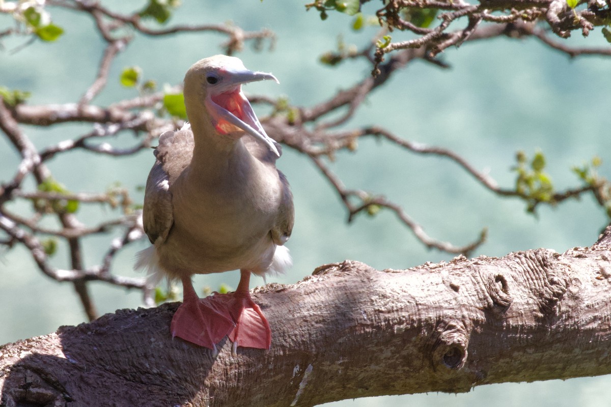 Red-footed Booby - ML594525581