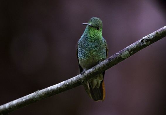 kolibřík mexický - ML594525911