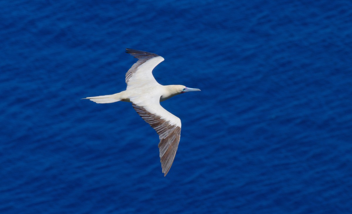 Red-footed Booby - ML594526231
