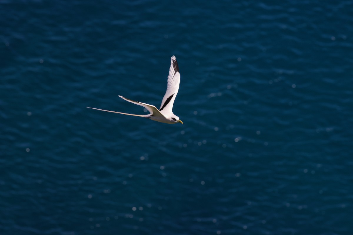 White-tailed Tropicbird - ML594526581