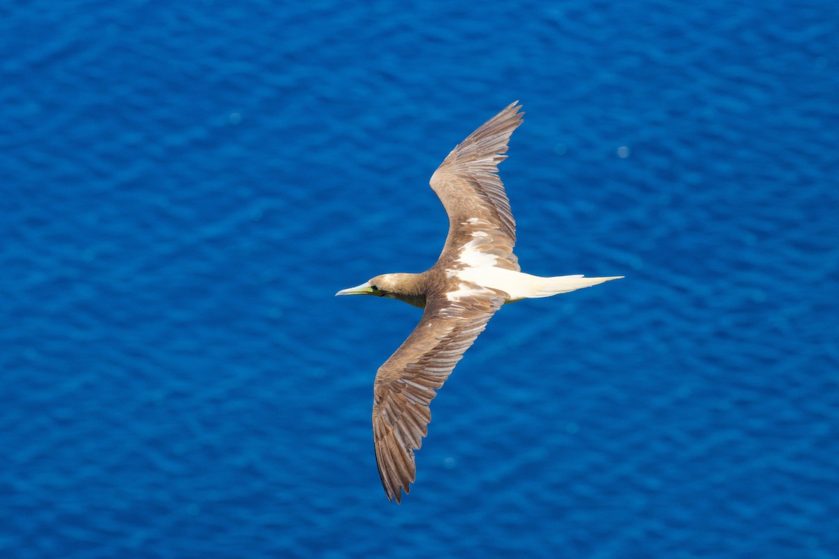 Red-footed Booby - ML594526721