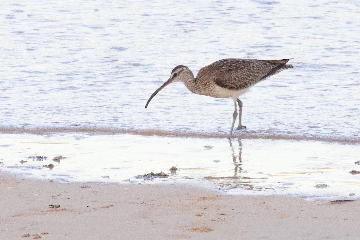 Whimbrel - ML594527501