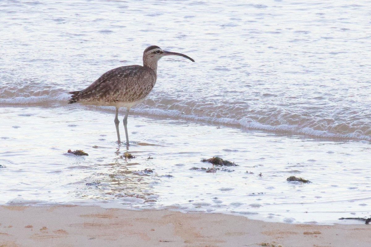 Regenbrachvogel - ML594527511