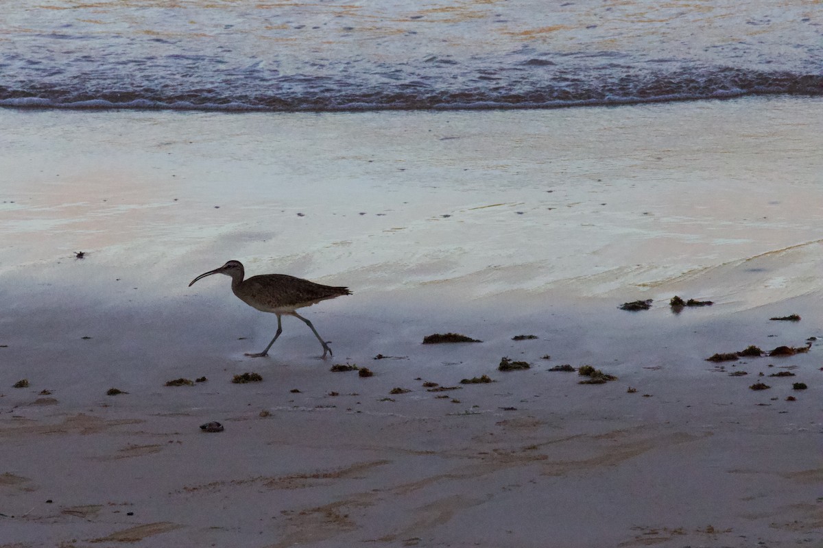 Whimbrel - ML594527531