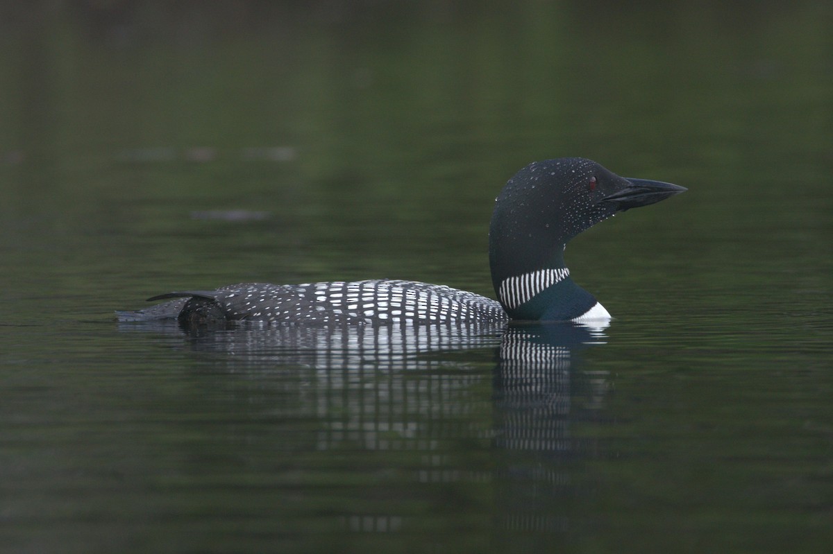 Plongeon huard - ML594527581