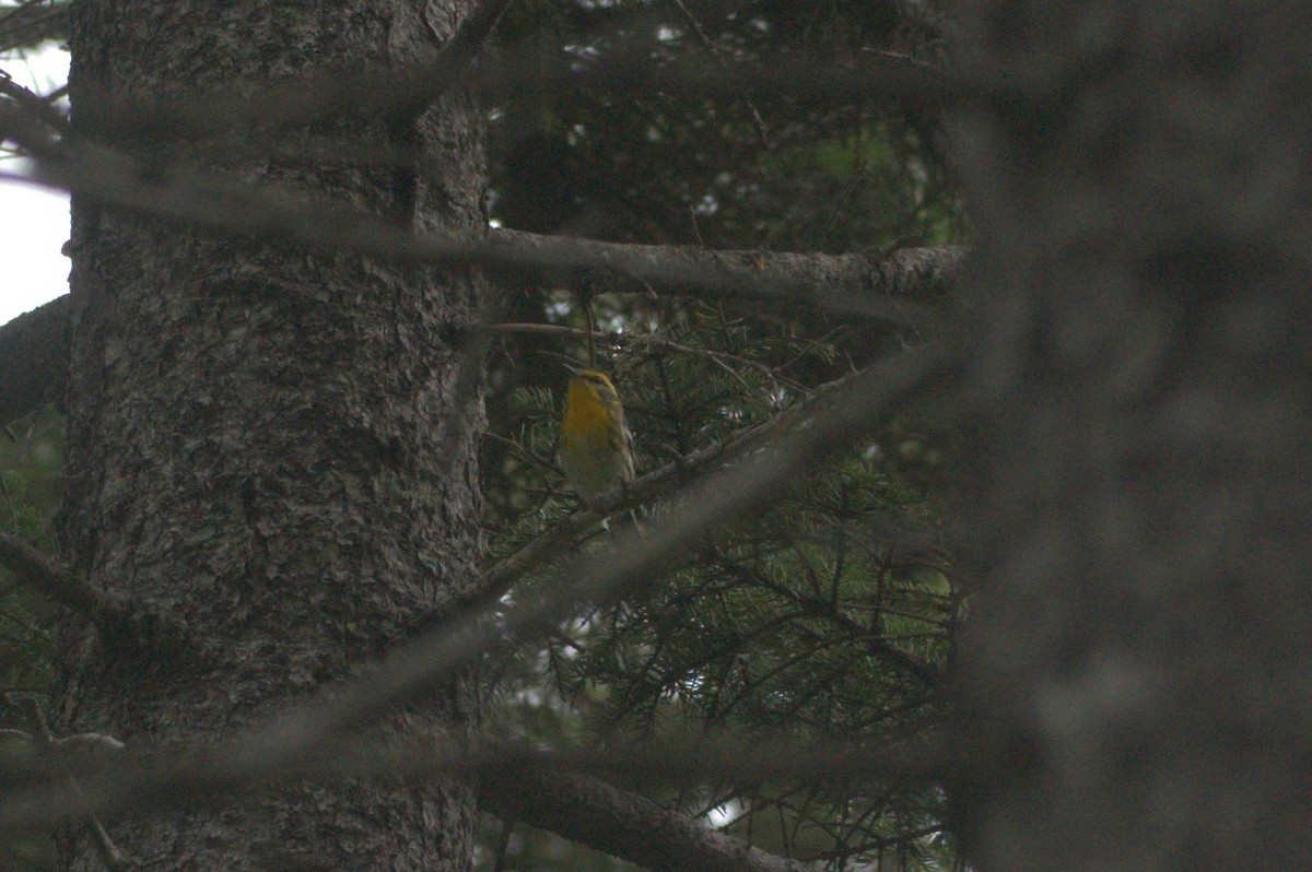 Blackburnian Warbler - Brian McKay