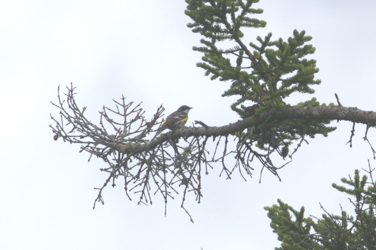 Yellow-rumped Warbler - ML594527751