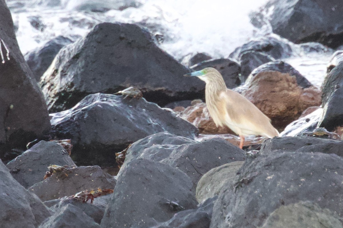 Squacco Heron - ML594527761