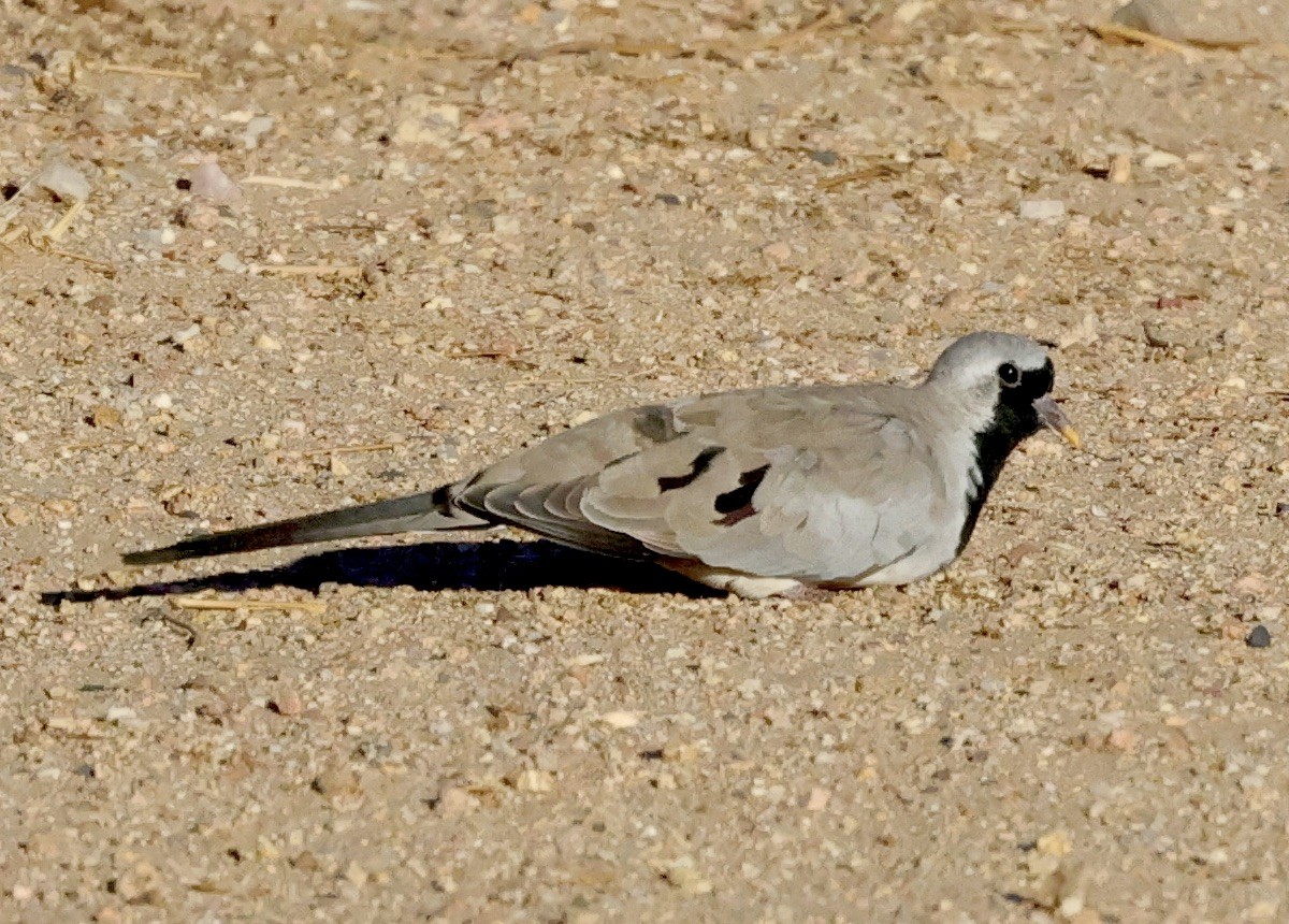 Namaqua Dove - ML594527961