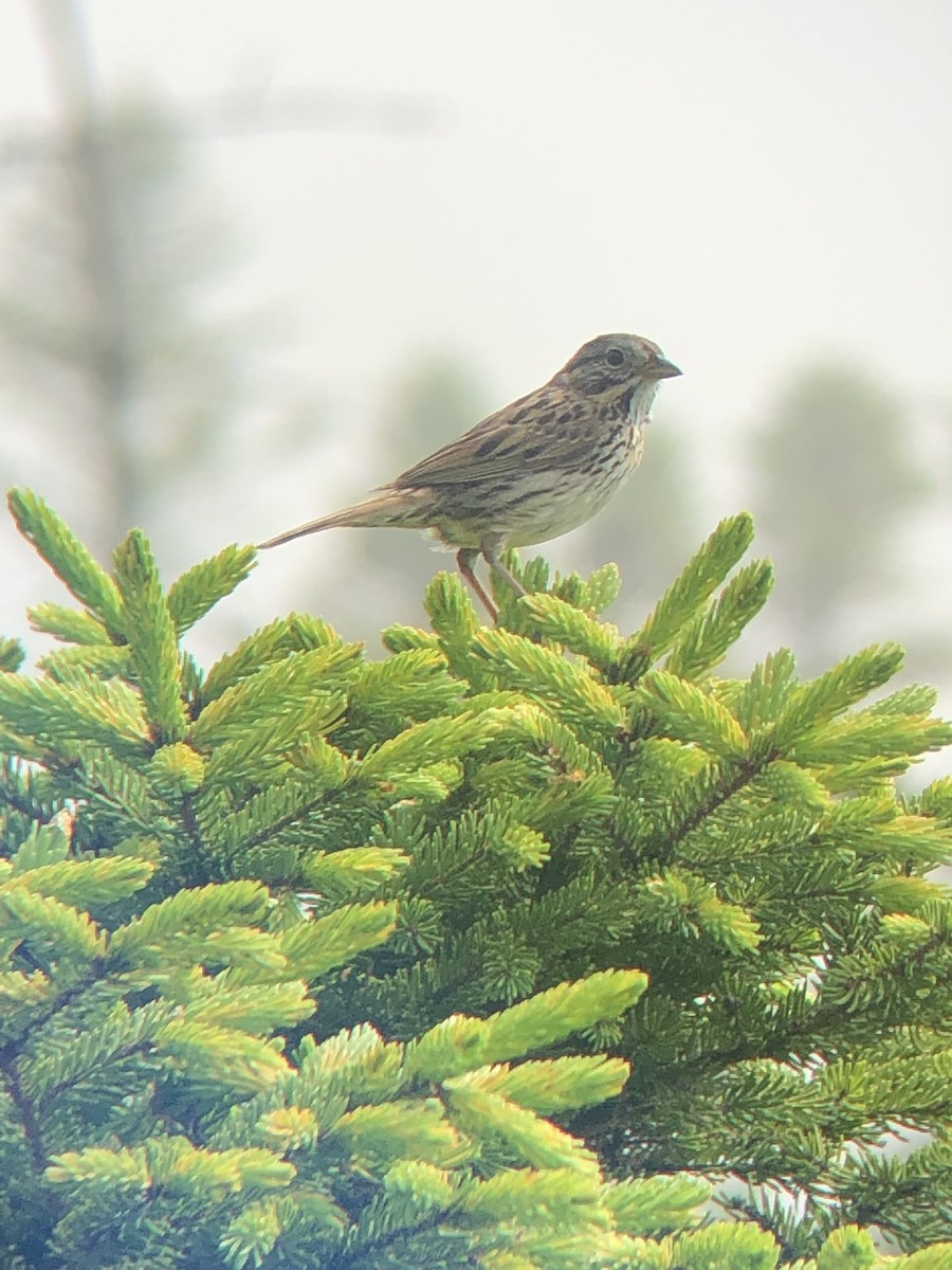 Lincoln's Sparrow - Katelyn Davis