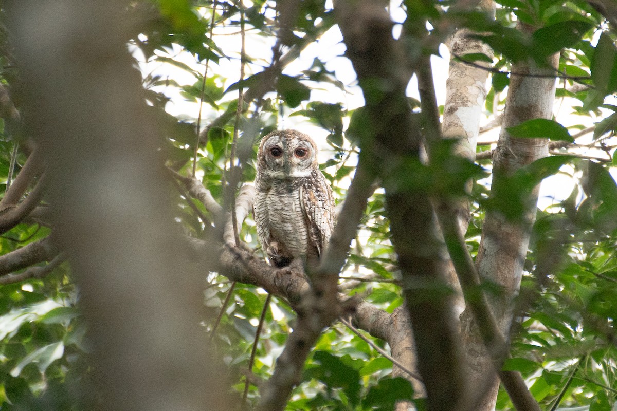 Mottled Wood-Owl - ML594529851