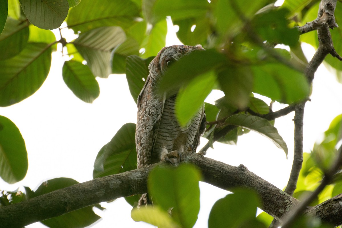 Mottled Wood-Owl - H Nambiar