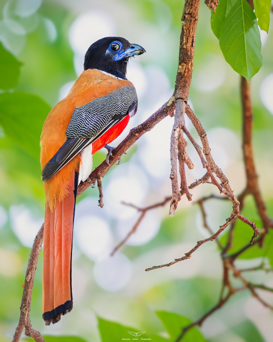 Malabar Trogon - Bibaswan Sarkar