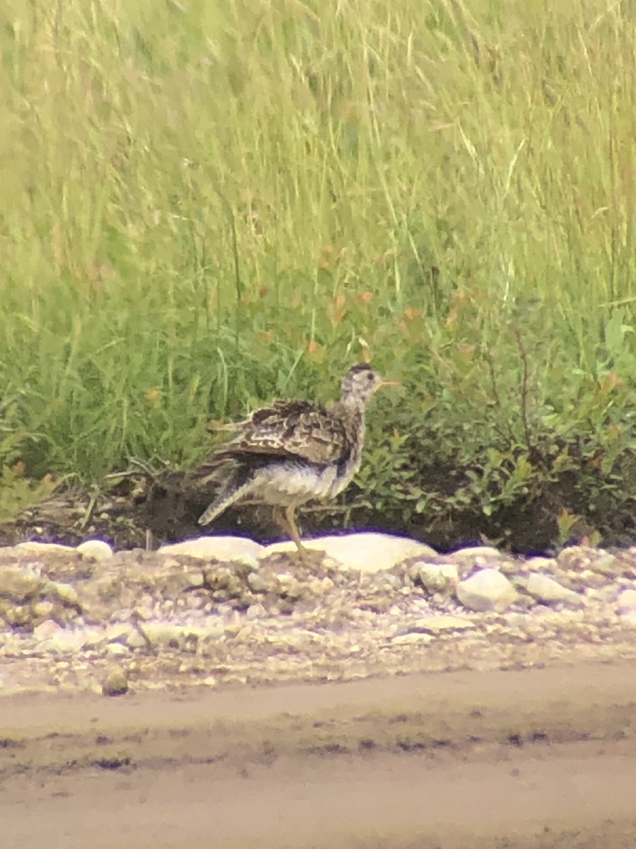 Upland Sandpiper - ML594530851