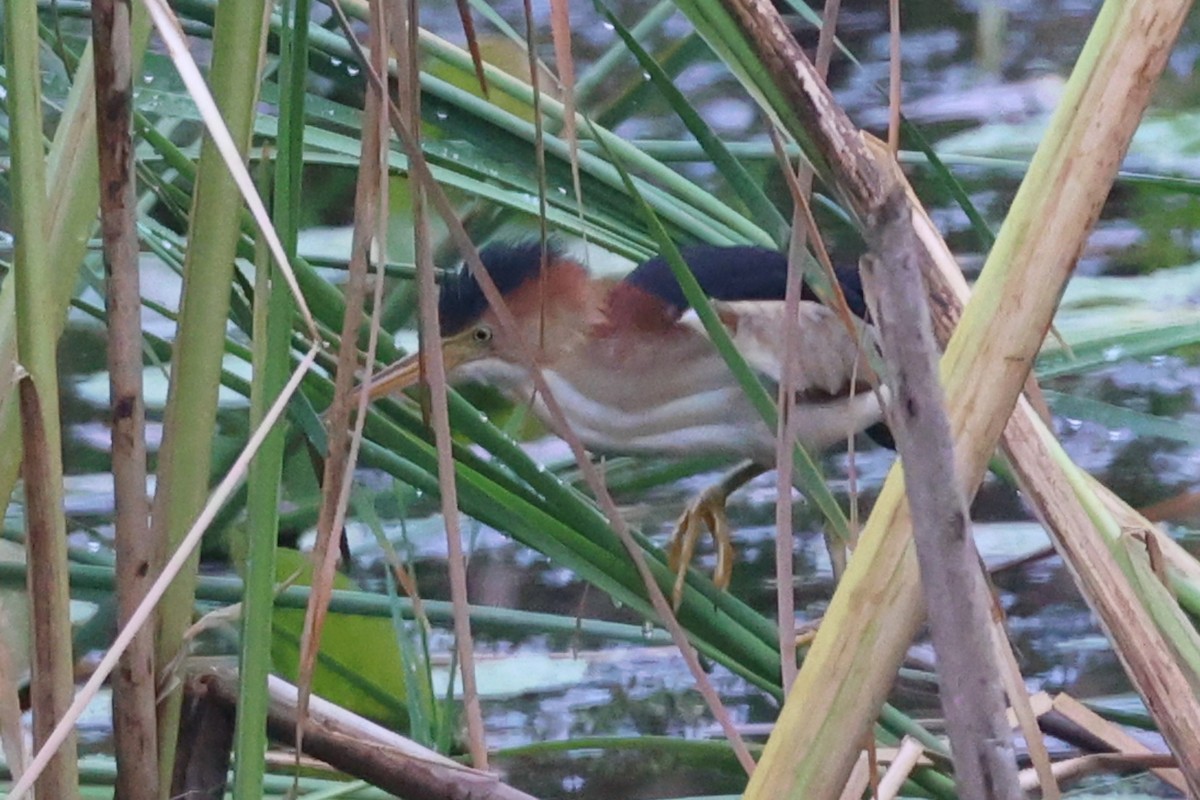 Least Bittern - Leo Weiskittel