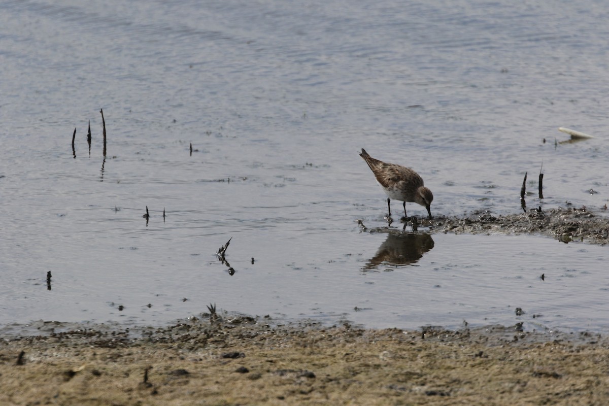 Weißbürzel-Strandläufer - ML594531791