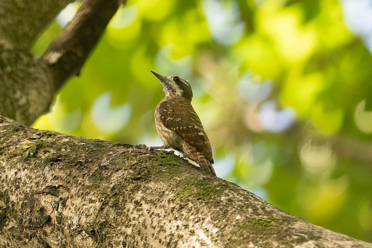 Sulawesi Pygmy Woodpecker - Mike Hooper