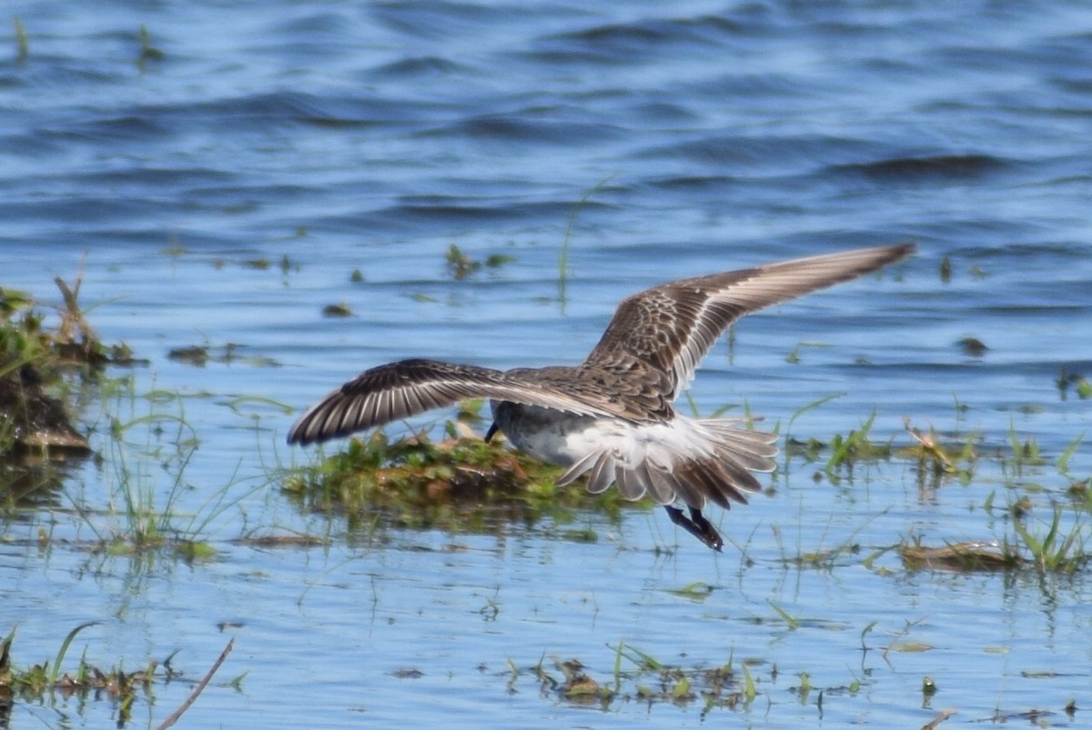 White-rumped Sandpiper - ML594532901