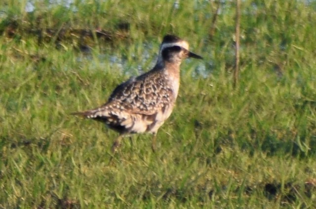 American Golden-Plover - ML594533131