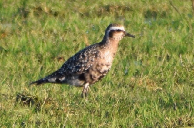 American Golden-Plover - ML594533141