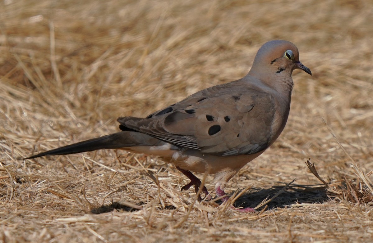 Mourning Dove - ML594533611