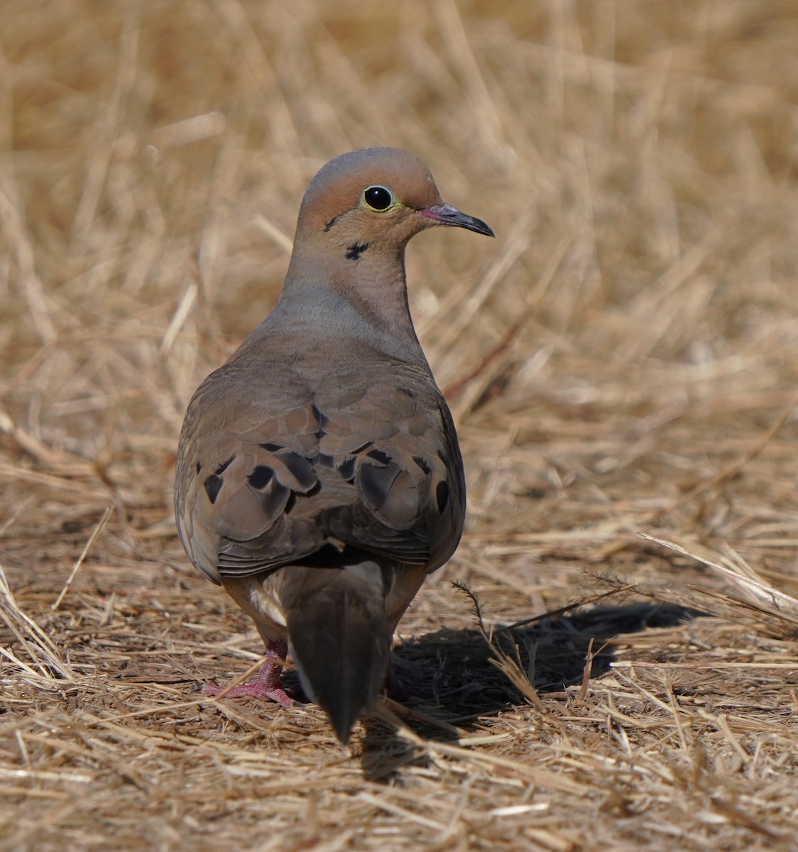 Mourning Dove - ML594533621