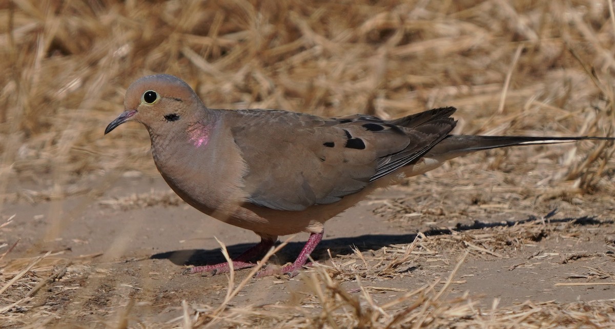 Mourning Dove - ML594533641