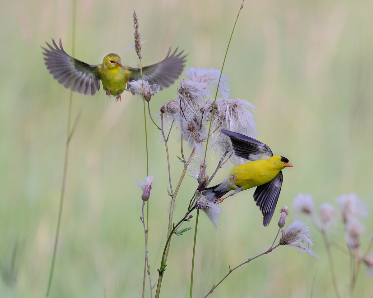 American Goldfinch - Tom Warren