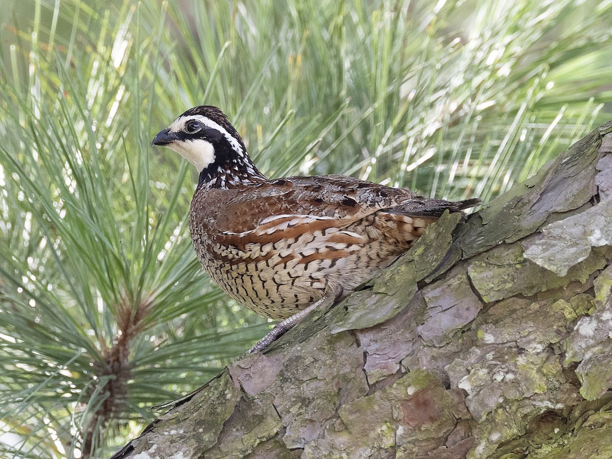 Northern Bobwhite - terry moore