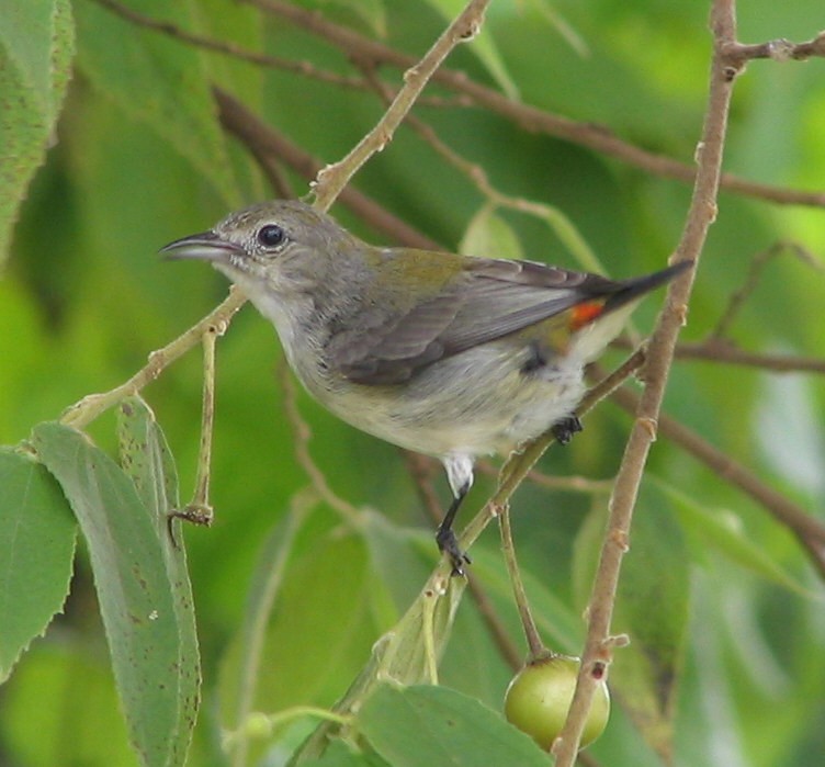 Scarlet-backed Flowerpecker - Paul Aston