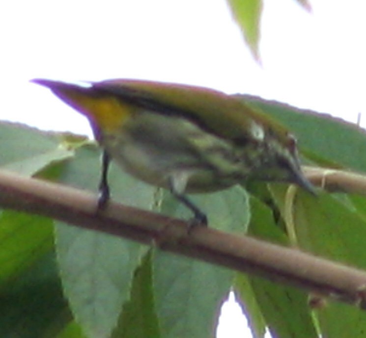 Yellow-vented Flowerpecker - ML594535581