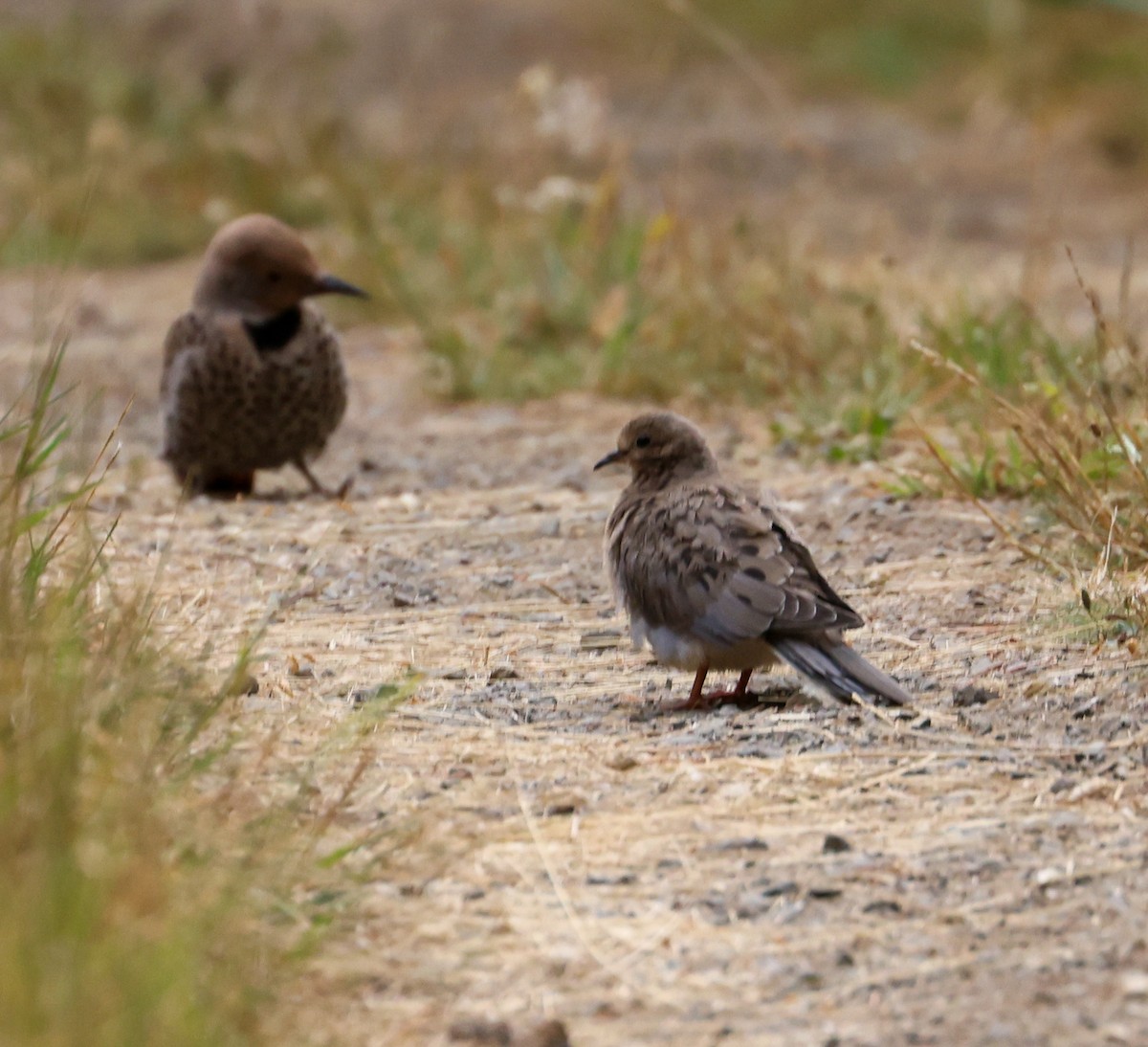 Mourning Dove - ML594536021