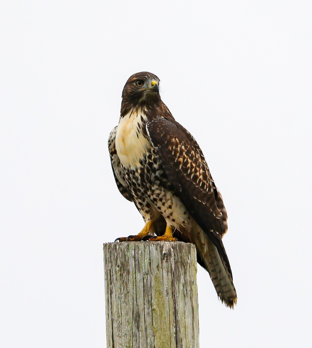 Red-tailed Hawk - ML594536271