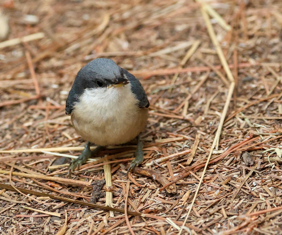 Pygmy Nuthatch - ML594536371