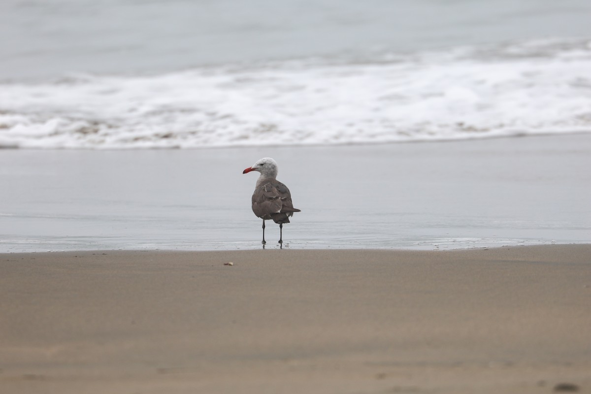 Gaviota Mexicana - ML594536801