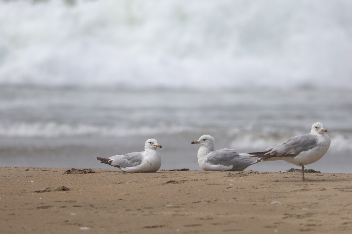 Ring-billed Gull - ML594536951