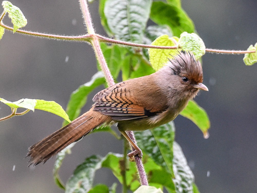 Rusty-fronted Barwing - ML594537021