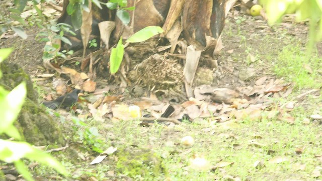 Scrub Blackbird - ML594537191