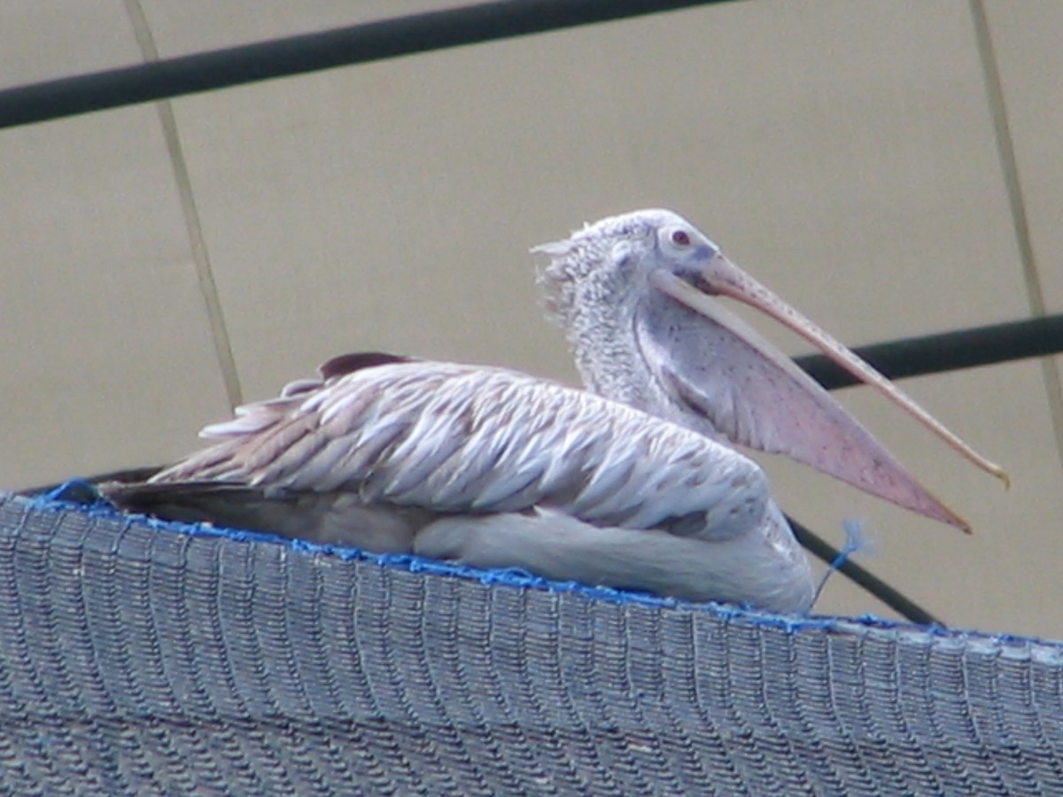 Spot-billed Pelican - ML594537471