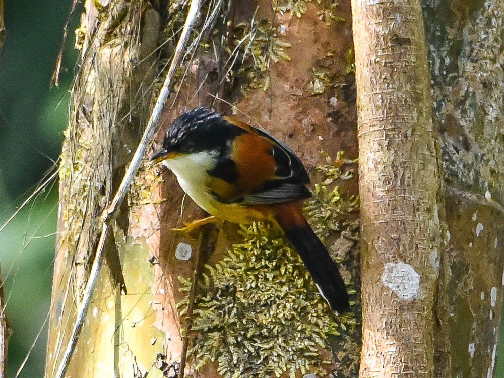 Rufous-backed Sibia - ML594537591