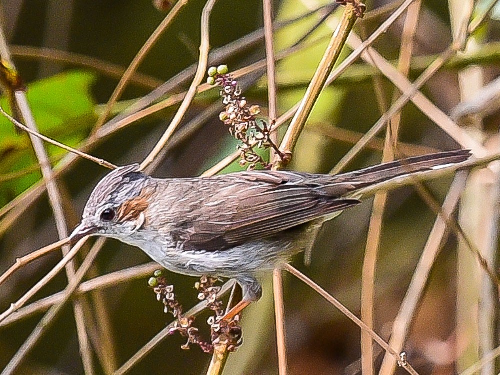 Striated Yuhina - Xueping & Stephan Popp