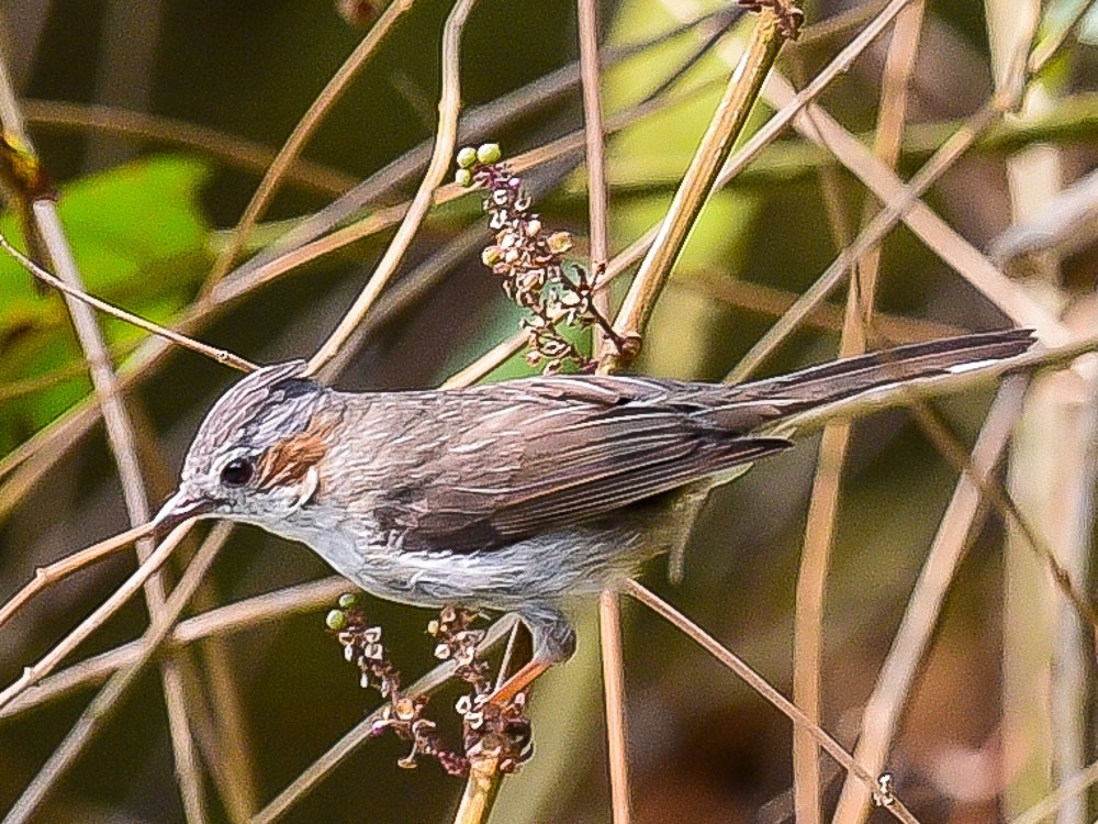 Striated Yuhina - ML594538861