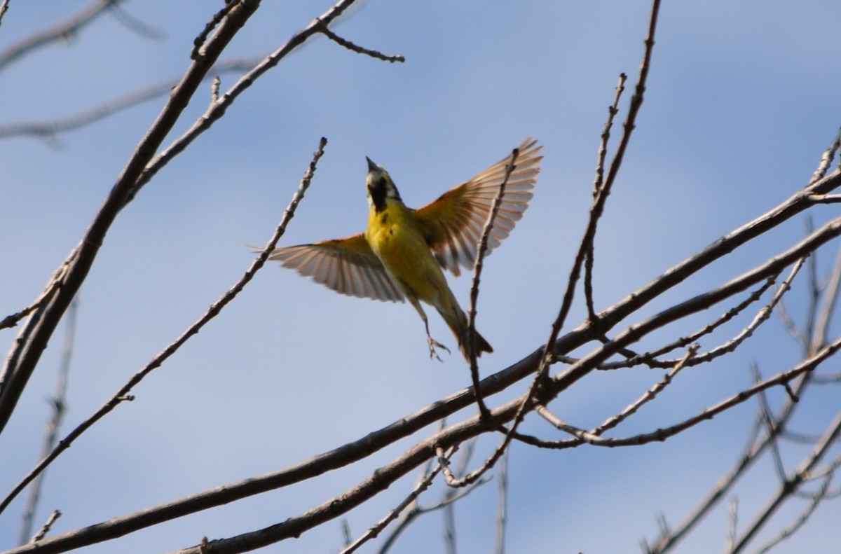 Dickcissel d'Amérique - ML594539051