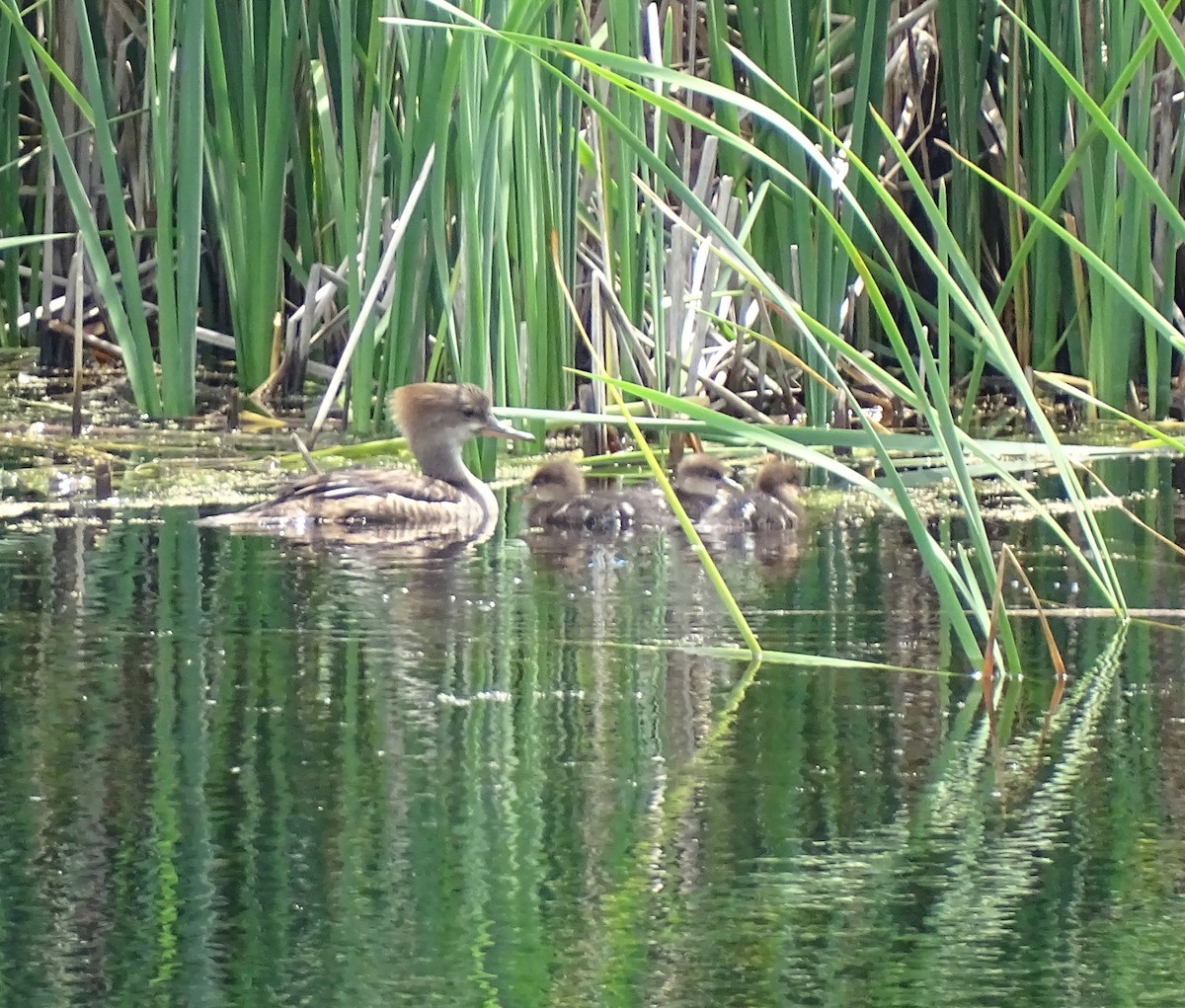 Hooded Merganser - ML594539911